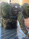 Ellie the Moss Elephant