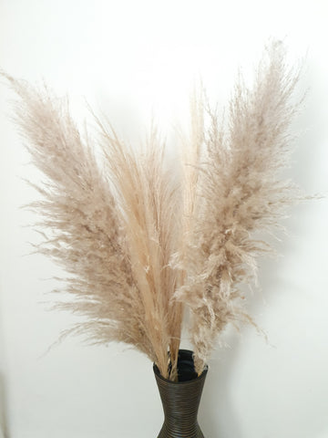 Pampas Grass